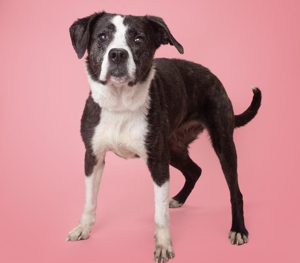 Adopt Ellie at Williamson County Animal Center in Franklin, Tennessee.