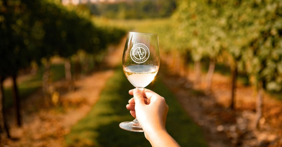 Arrington Vineyards Wine Glass in the Vines