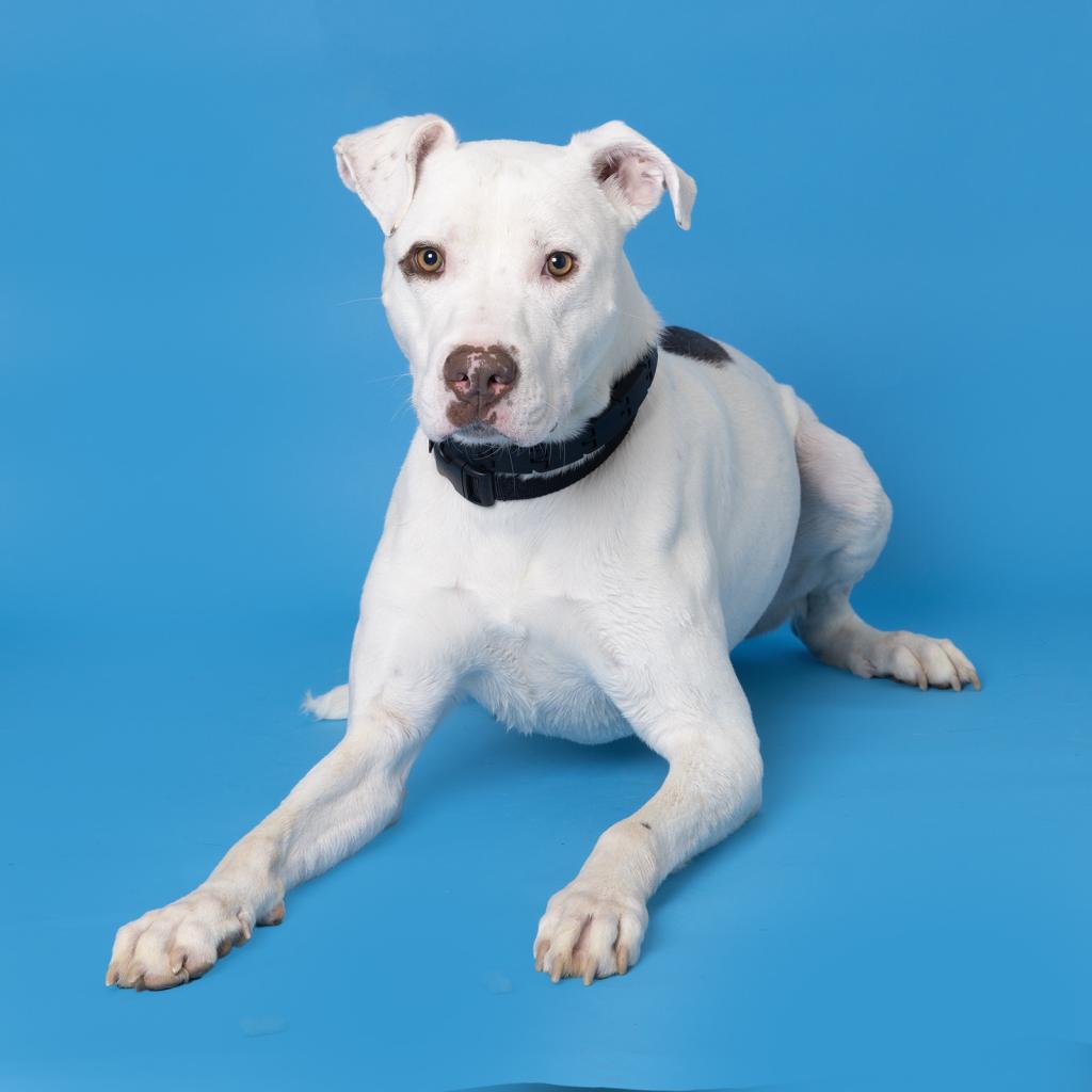 Williamson County Animal Center Adoption_Bruno.