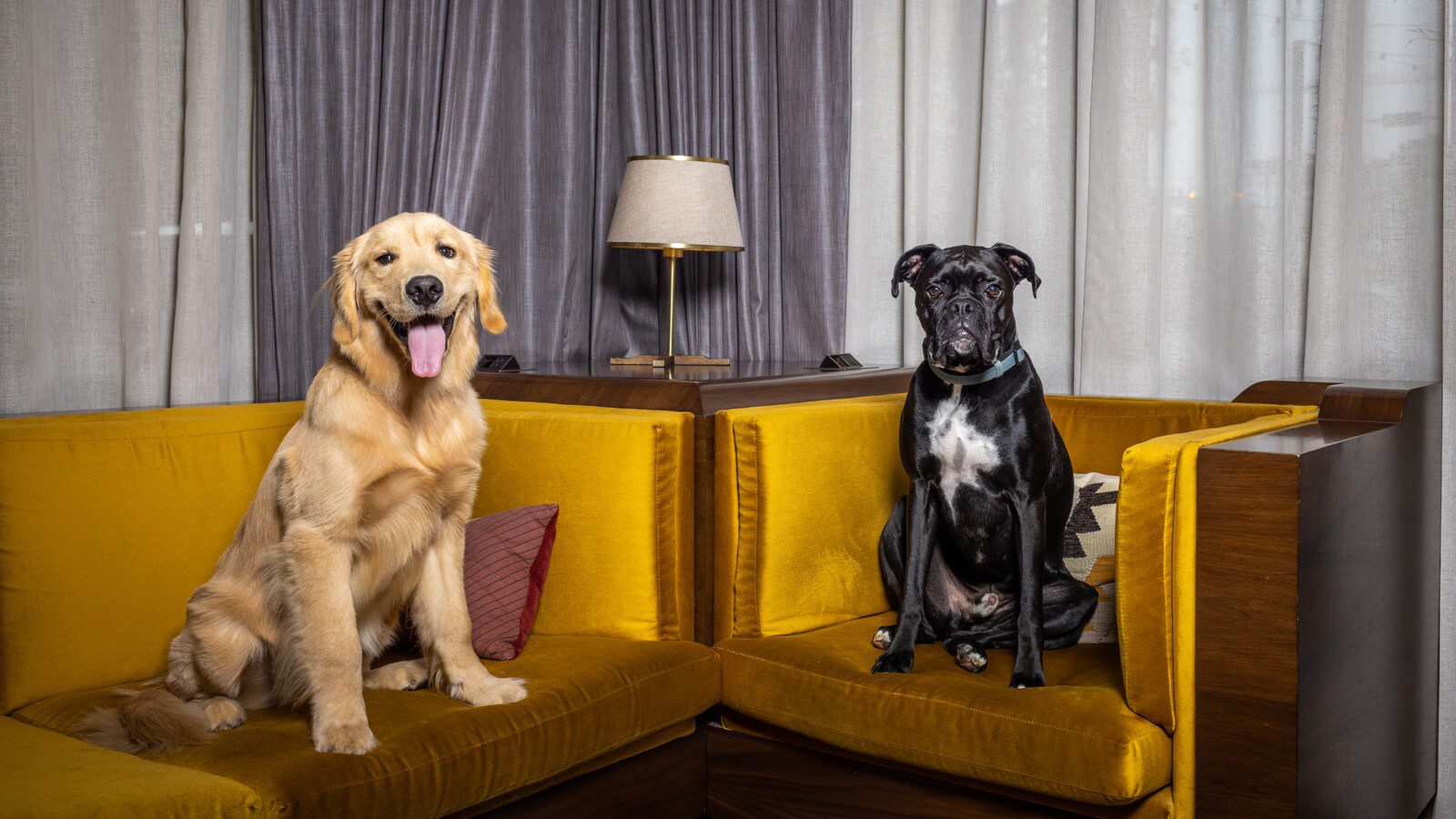 Dog-Friendly Hotels Nashville, Franklin