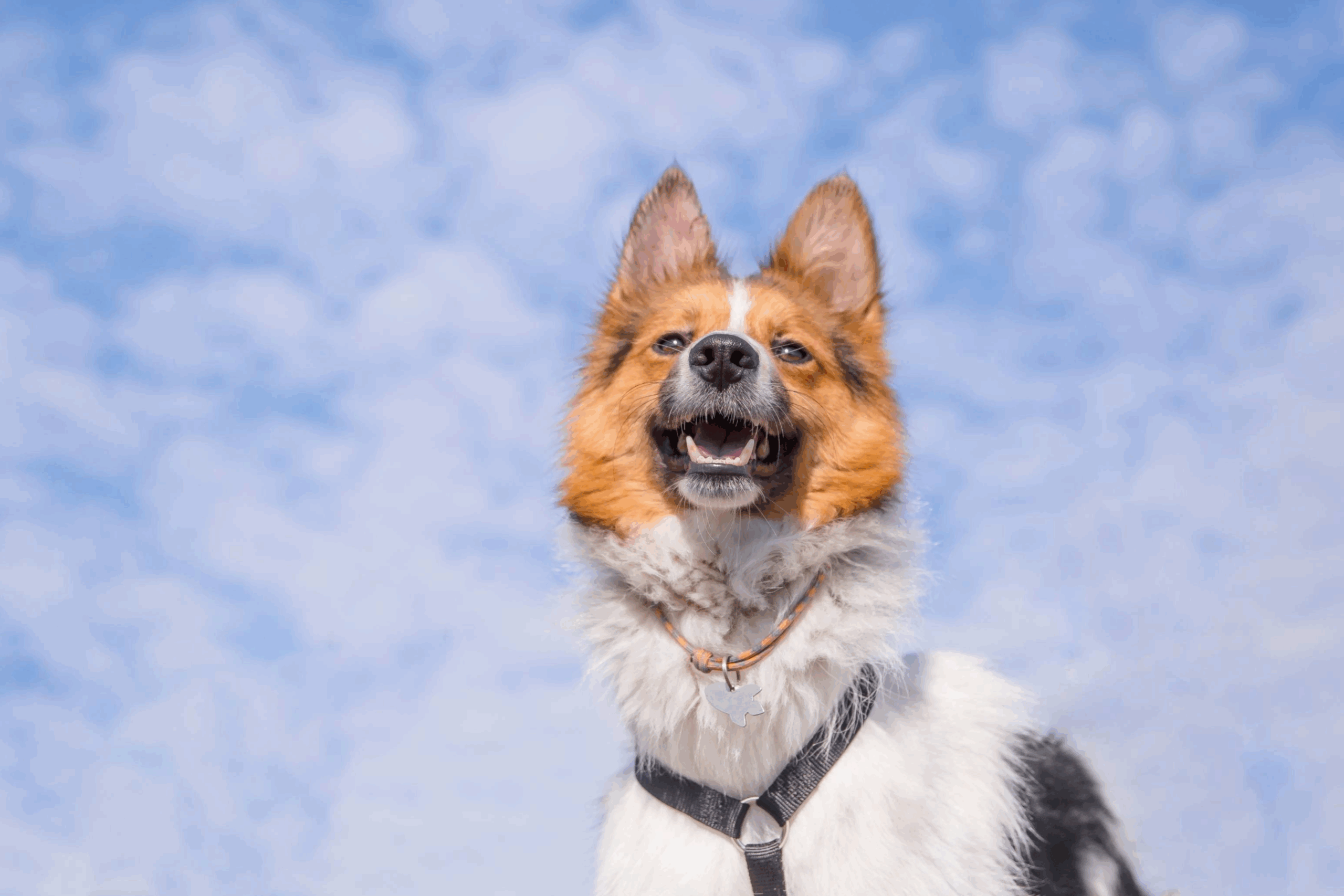 Dog-friendly places in Franklin, Tennessee: photo of a happy dog in front of a blue sky.