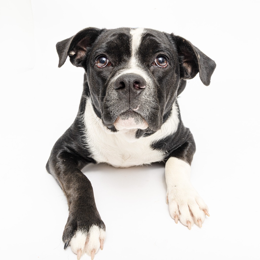 Elmer Dog for Adoption at Williamson County Animal Center Franklin TN., Elmer has only been at WCAC for a little while and since he came in as a stray, we don’t know too much about him just yet. But, his demeanor and love of belly rubs has quickly made him a favorite with staff and volunteers. Elmer appears to be less than a year old, which helps explain why he needs to learn basic commands and how to walk on a leash. He’s not shown any food aggression since he’s been at the animal center but is a little selective about his four-legged friends. Visit WCAC to meet Elmer and all of our pets waiting for their forever family!