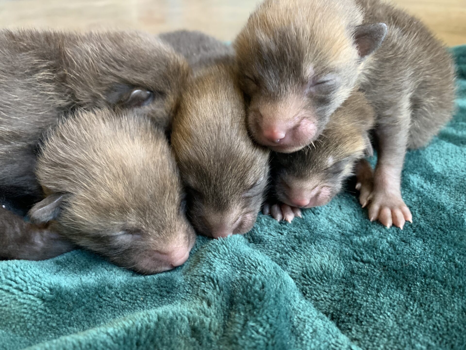 On its website, Harmony sometimes features its most photogenic residents—like three orphaned great horned owlets or six newborn foxes and their mangy mama—on a live cam (pictured: fox kits).