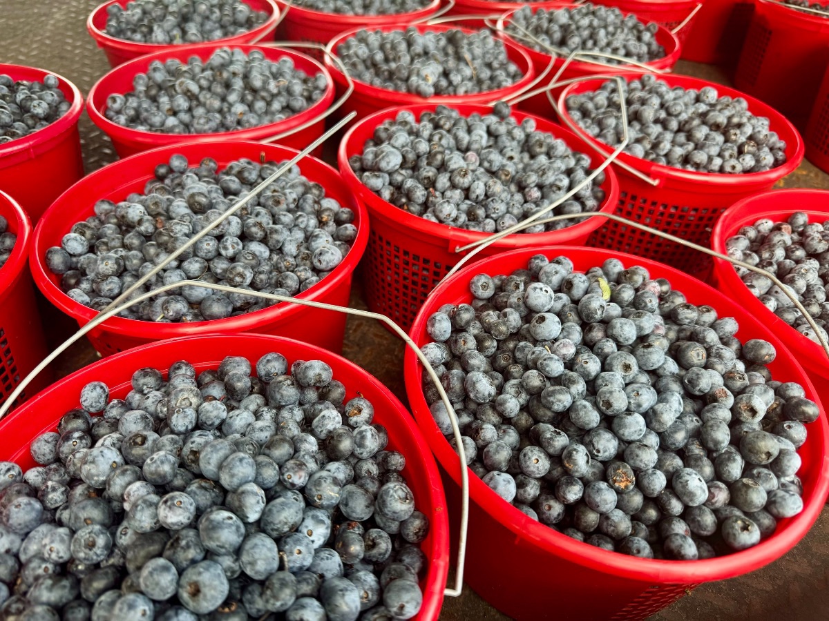 Franklin Farmers Market Franklin, Tenn._Blueberries for sale.