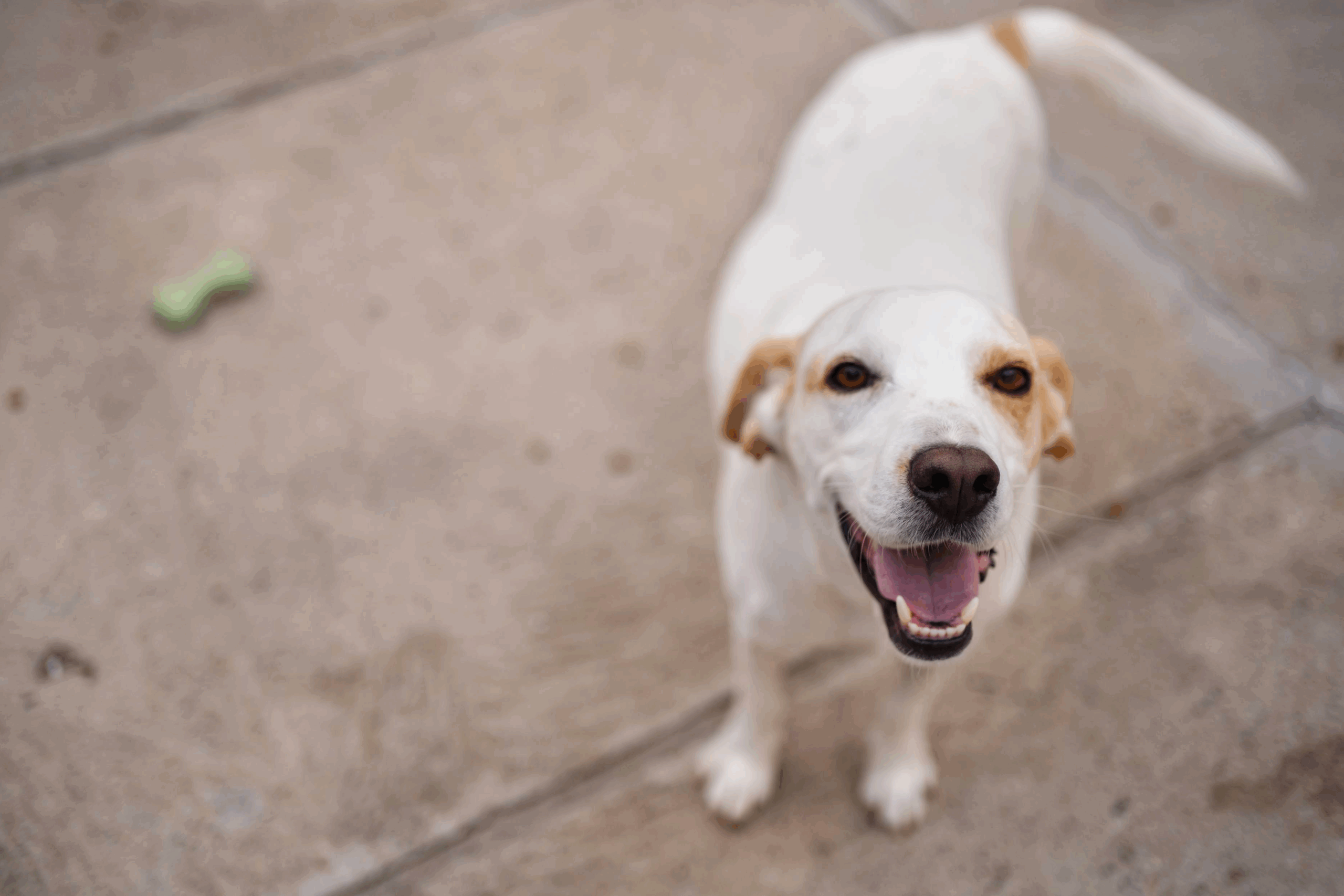 A happy dog in Nashville, Tennessee. A dog owner's guide to the big city.
