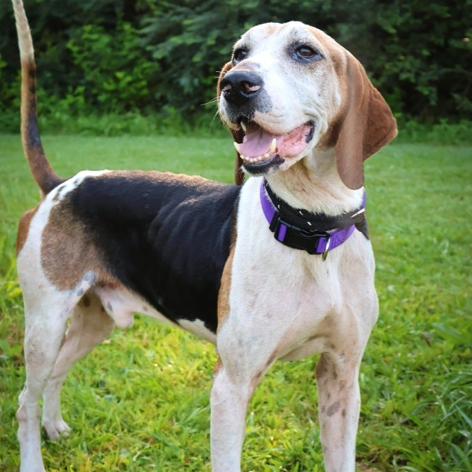 Meet Beans, a five-year old hound with a big heart and paws full of energy. He loves to play fetch, explore trails and is always up for a new adventure. Beans loves people and has gotten along great with other dogs while at MCAS. And, just like all of our dogs, he is neutered (or spayed), microchipped and current on vaccinations. If you're looking for a devoted and fun-loving companion, come meet Beans and the other adorable adoptables at MCAS, Maury County Animal Shelter.