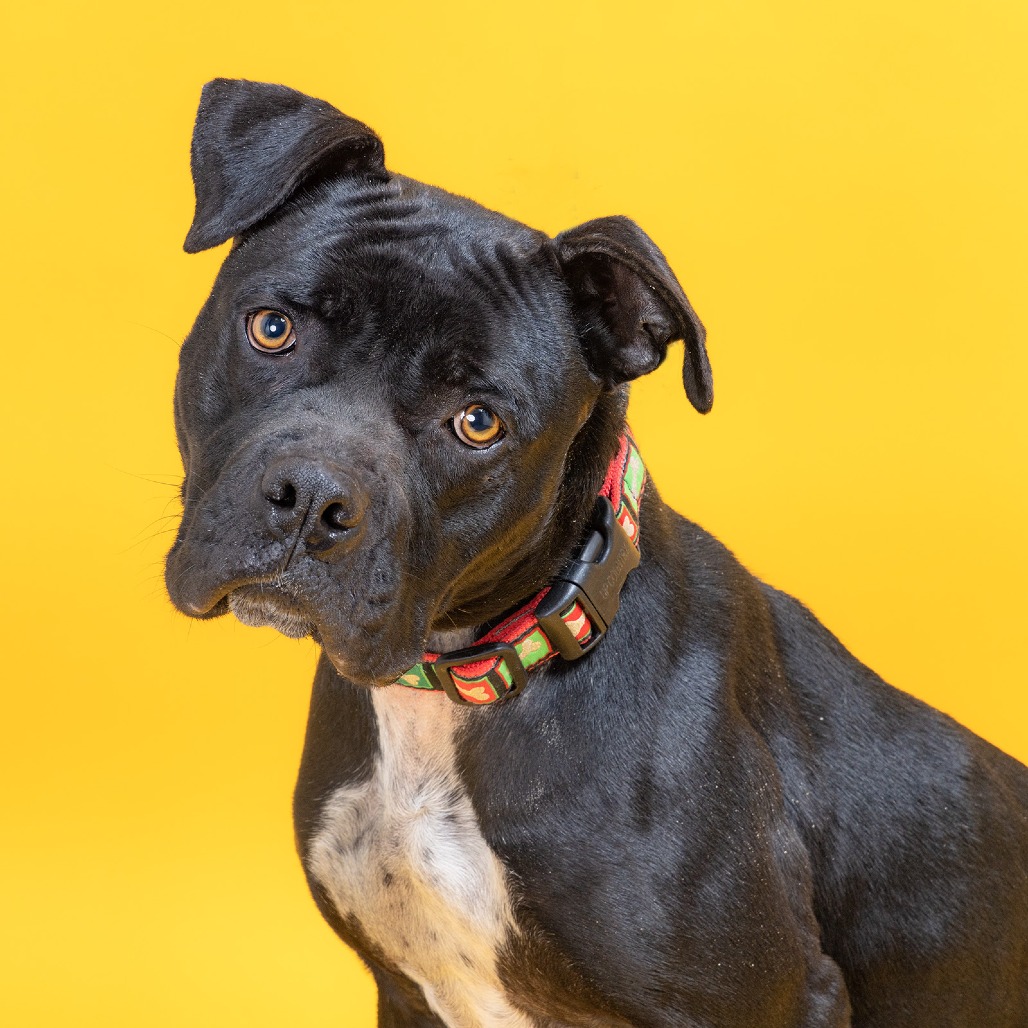 Minnie, a dog is available for adoption, dog and cat adoptions at the Williamson County Animal Center in Franklin, Tenn.