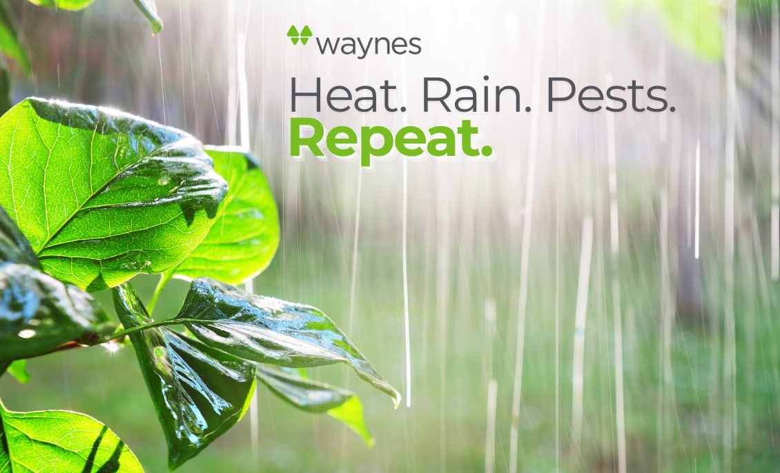 Pest Control Summer Forecast = Perfect Pest Conditions