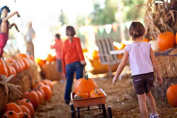 Kids at a pumpkin patch, things to do this week in Franklin and Williamson County, TN!