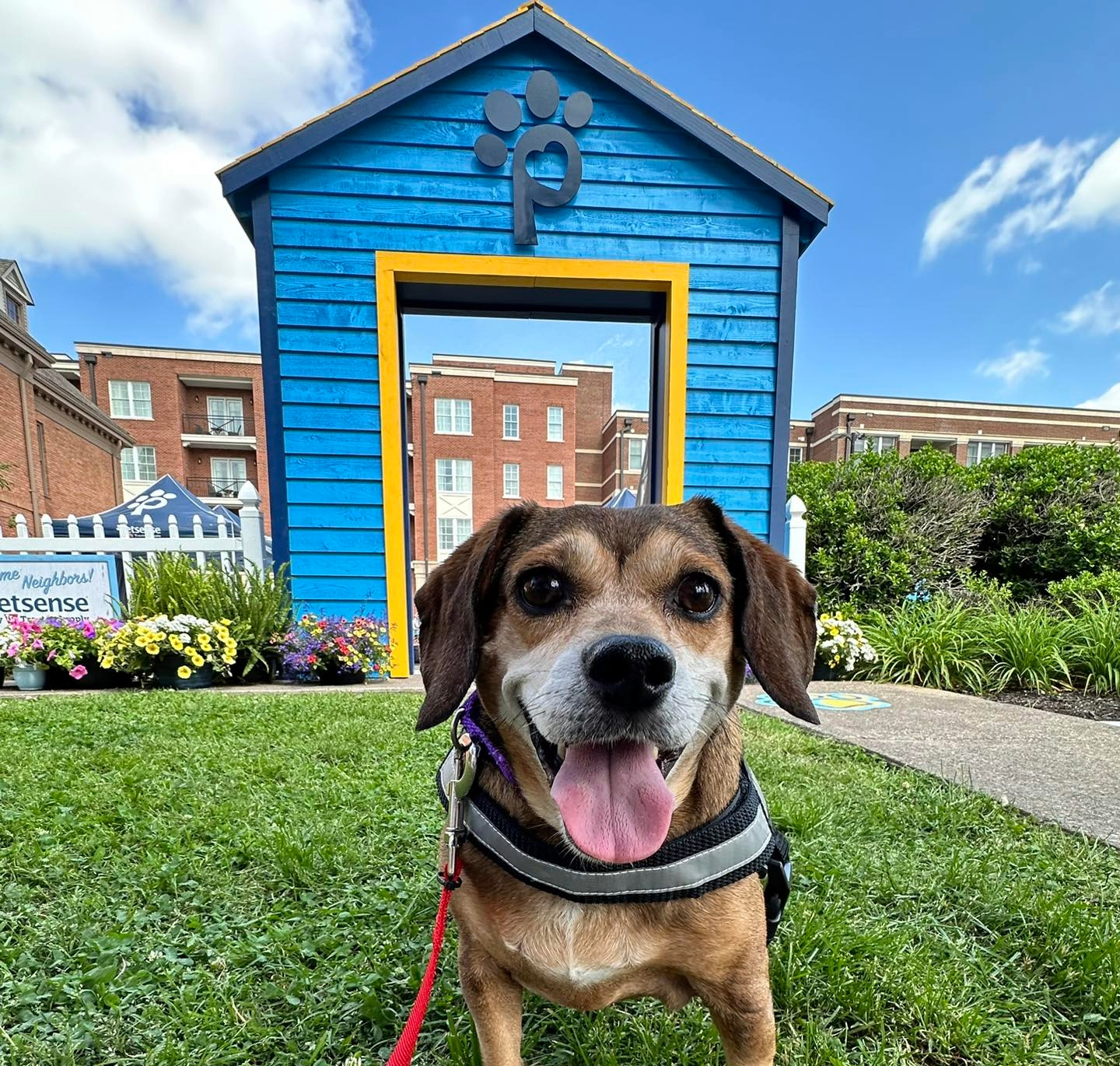 WCAC dog at Main Street Festival