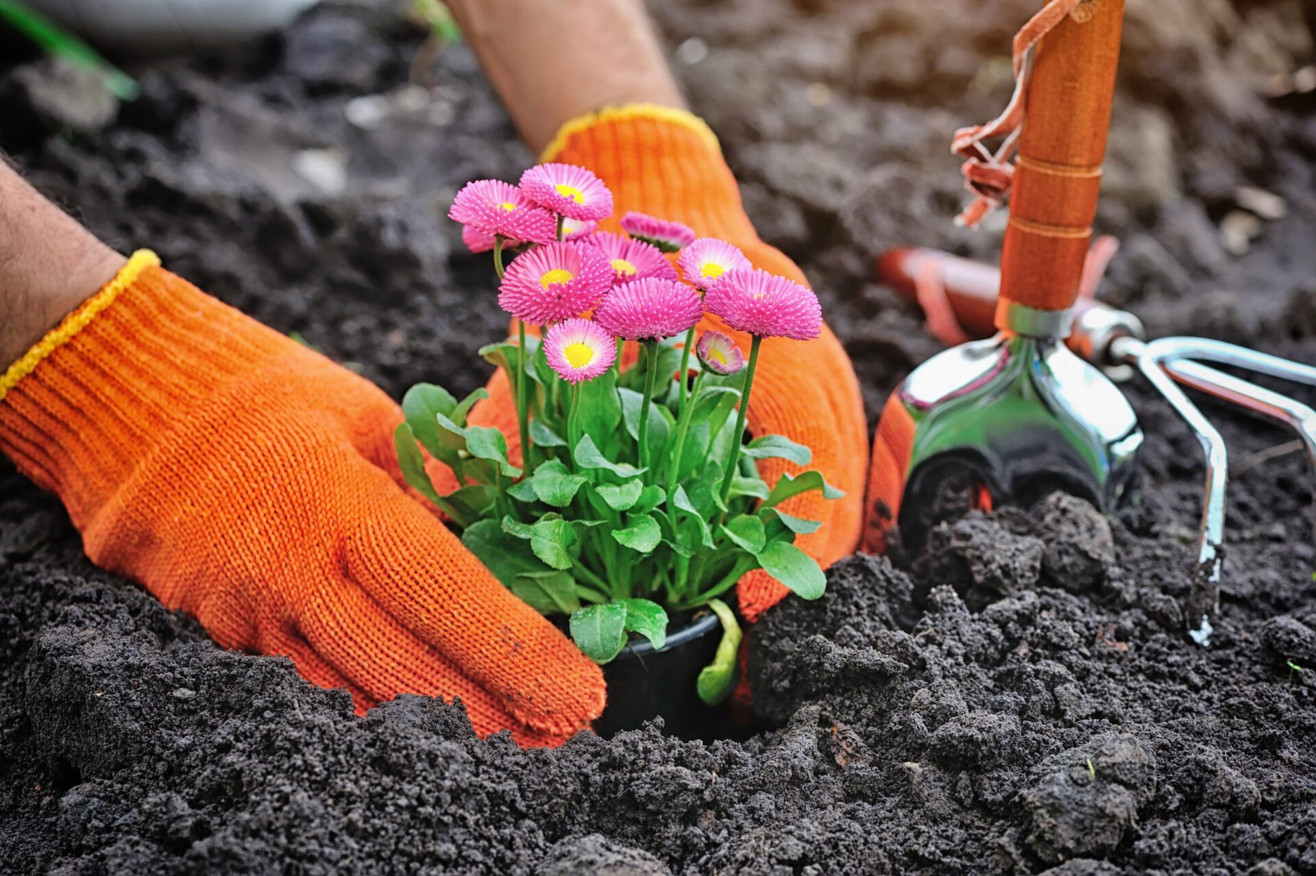 Garden Talk in Franklin, Tennessee, gardeners hands planting marguerite flowers in garden.